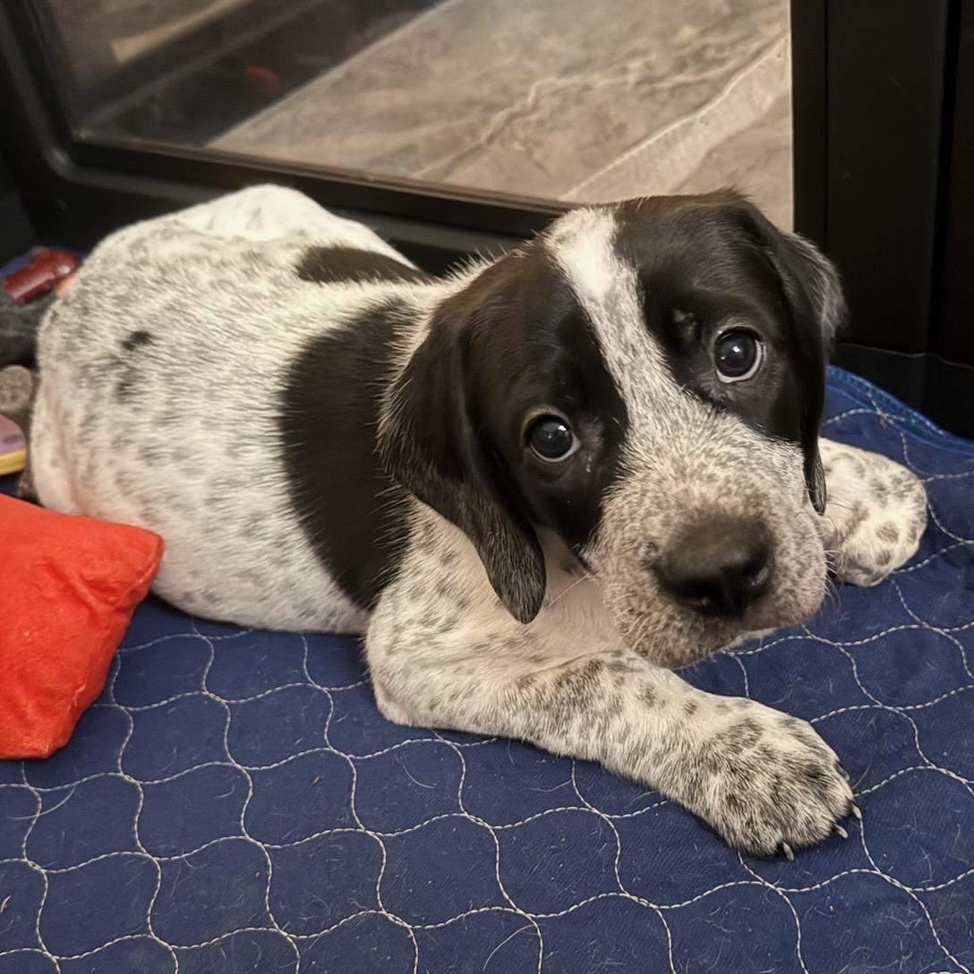 Rune, adopted, Puppy Male Pit Bull Terrier.