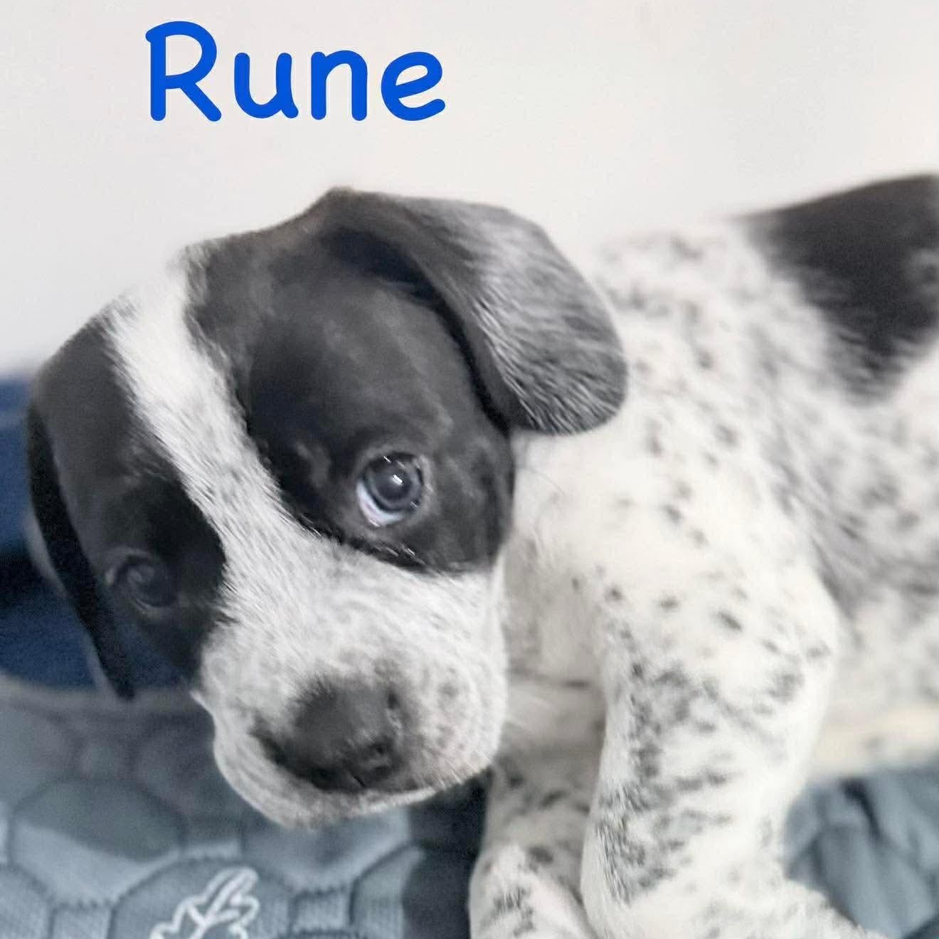 Rune, an adopted mixed breed in Joliet, IL image 4/4
