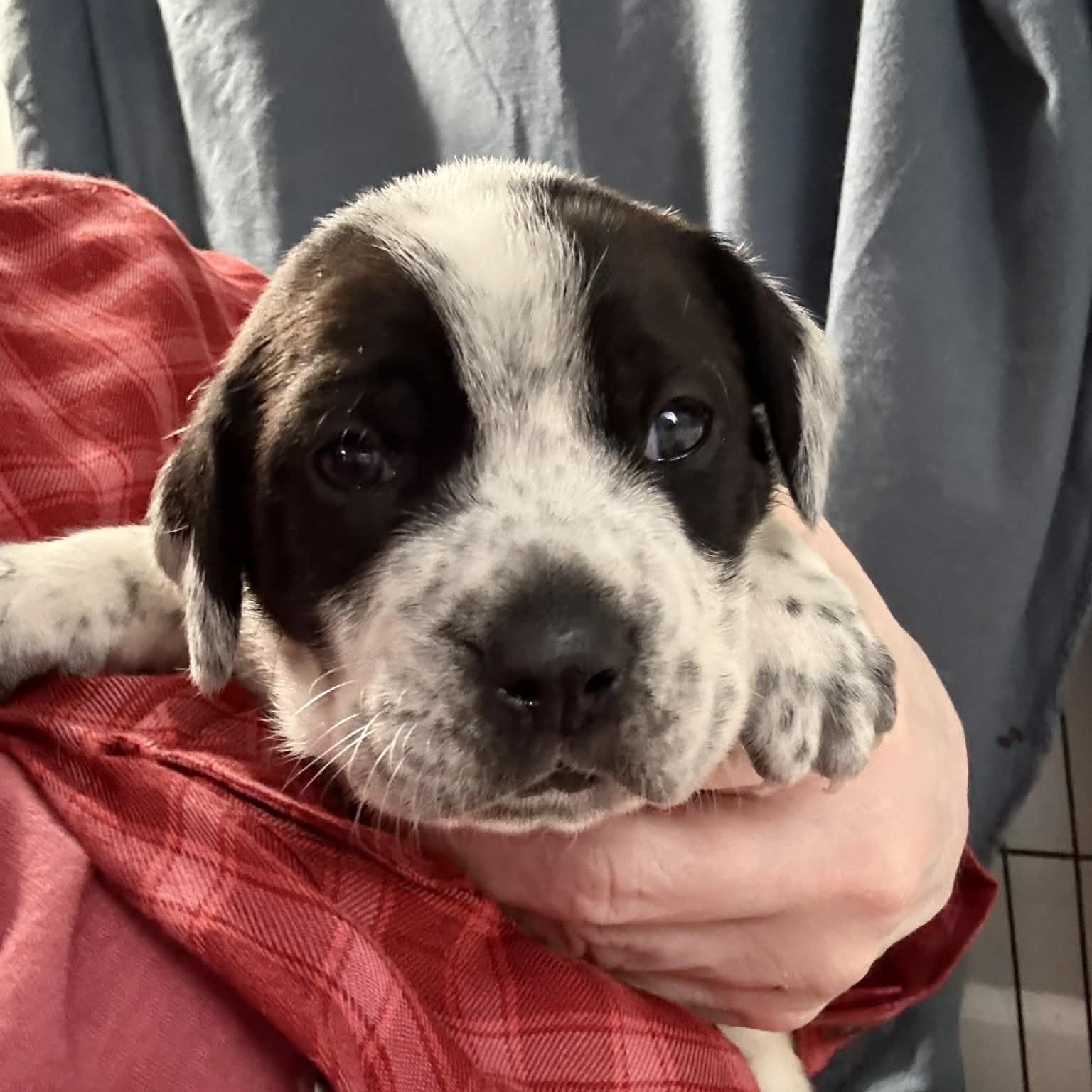 Rune, an adopted mixed breed in Joliet, IL image 3/4