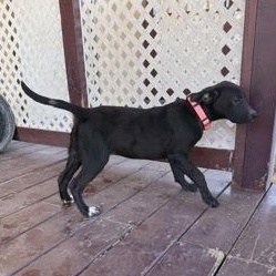 Roxy, an adopted mixed breed in Bulverde, TX image 3/3