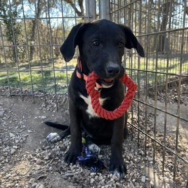 Roxy, an adopted mixed breed in Bulverde, TX image 2/3