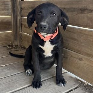 Roxy, an adopted mixed breed in Bulverde, TX image 1/3