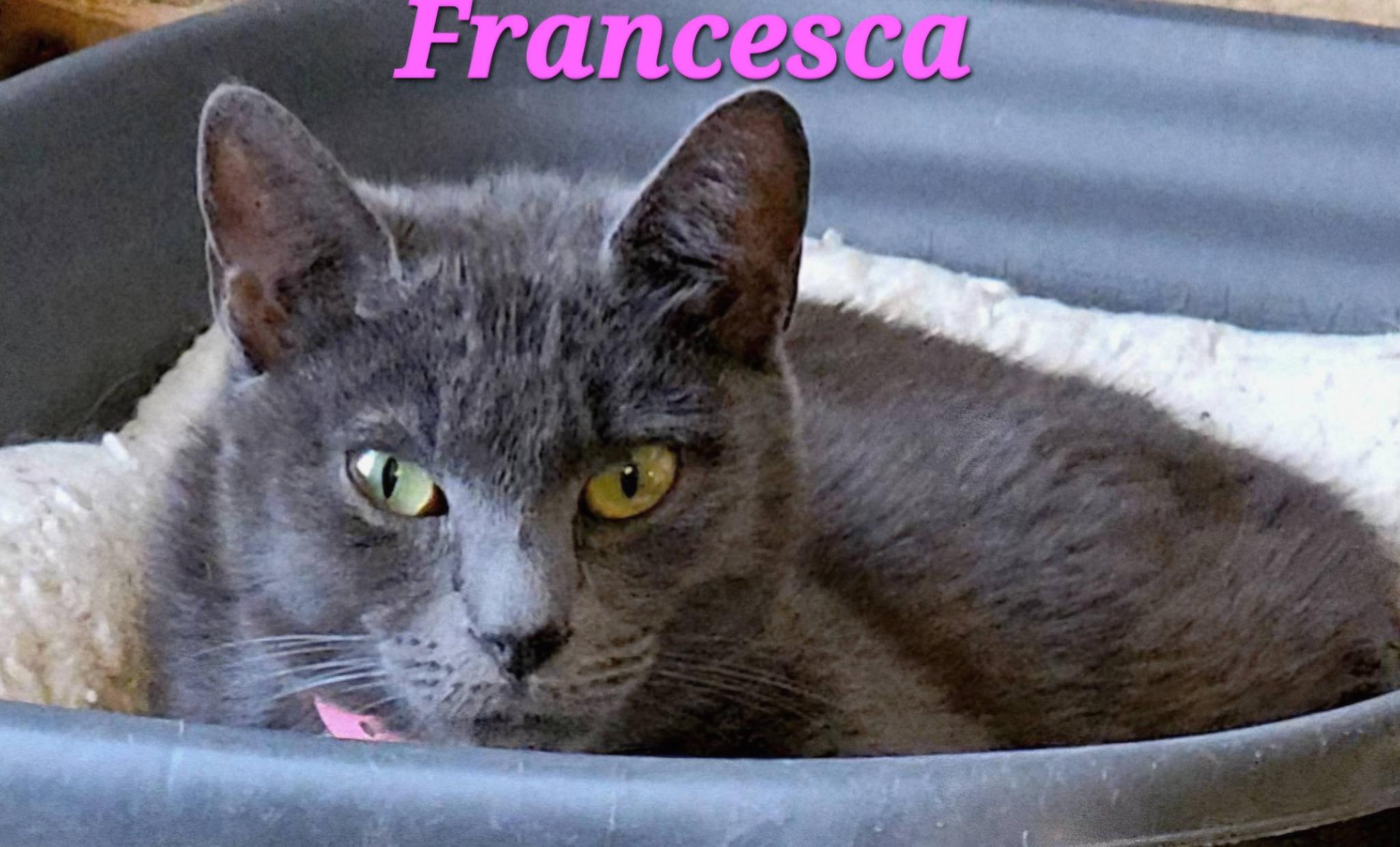 Francesca, a ADOPTABLE Domestic Short Hair in Macon, GA image 2/4