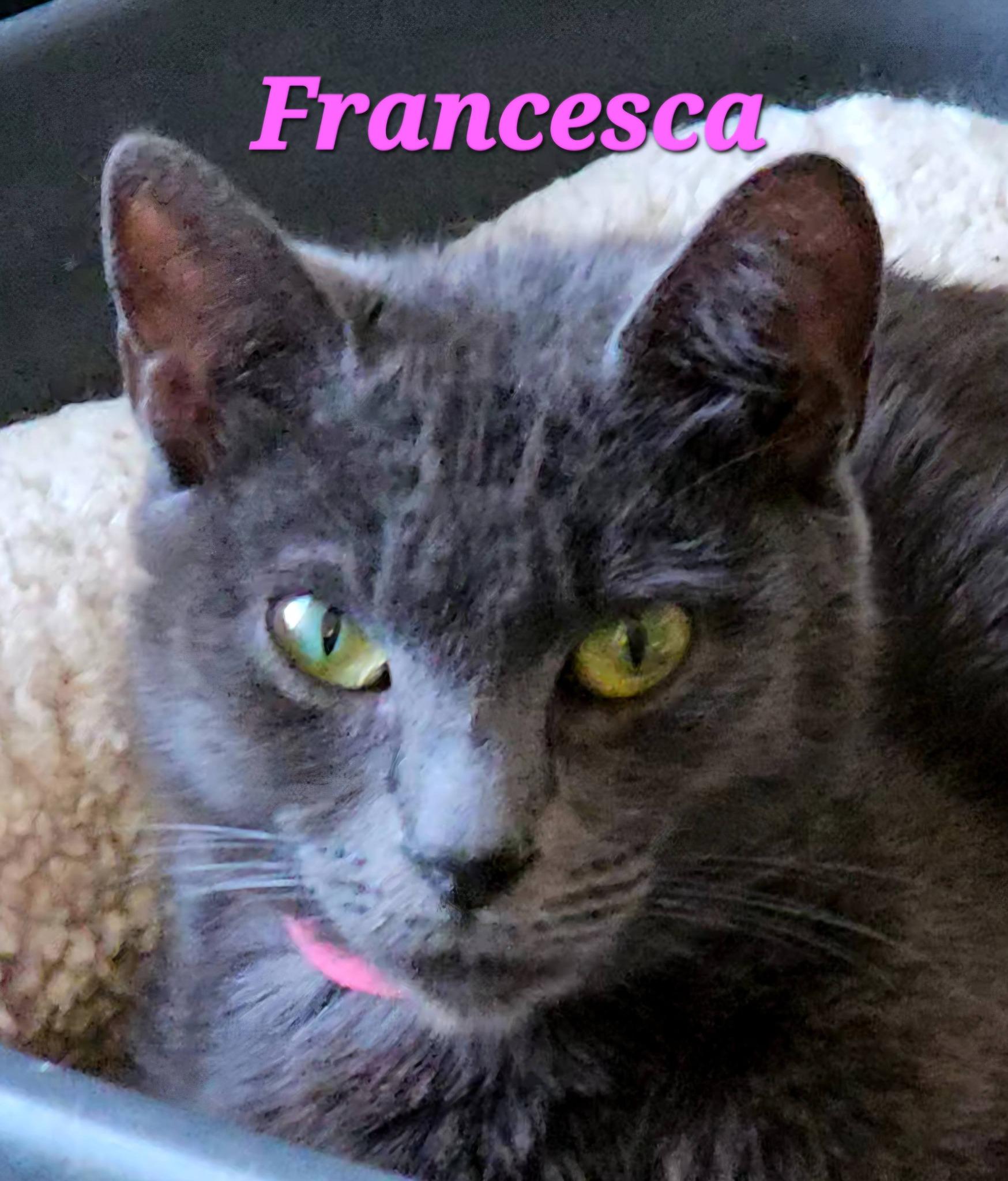 Francesca, a ADOPTABLE Domestic Short Hair in Macon, GA image 4/4