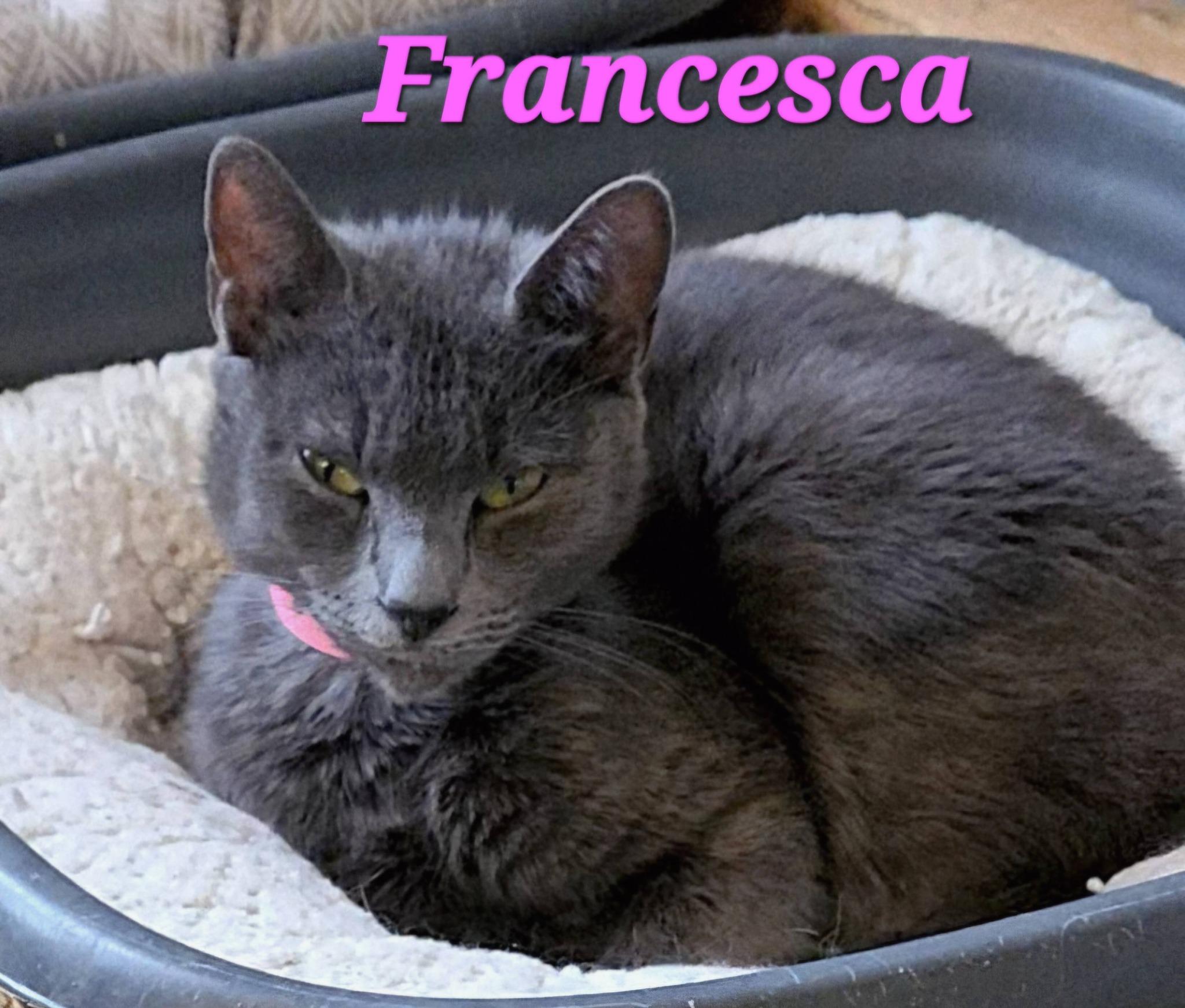 Francesca, a ADOPTABLE Domestic Short Hair in Macon, GA image 3/4