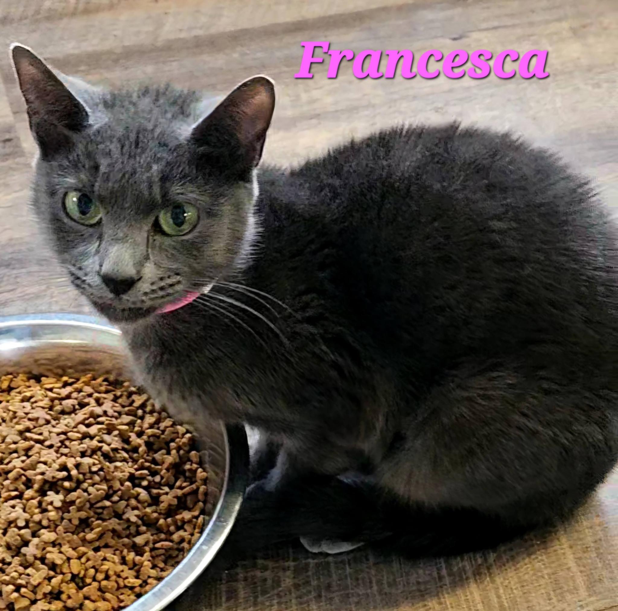 Francesca, a ADOPTABLE Domestic Short Hair in Macon, GA image 1/4
