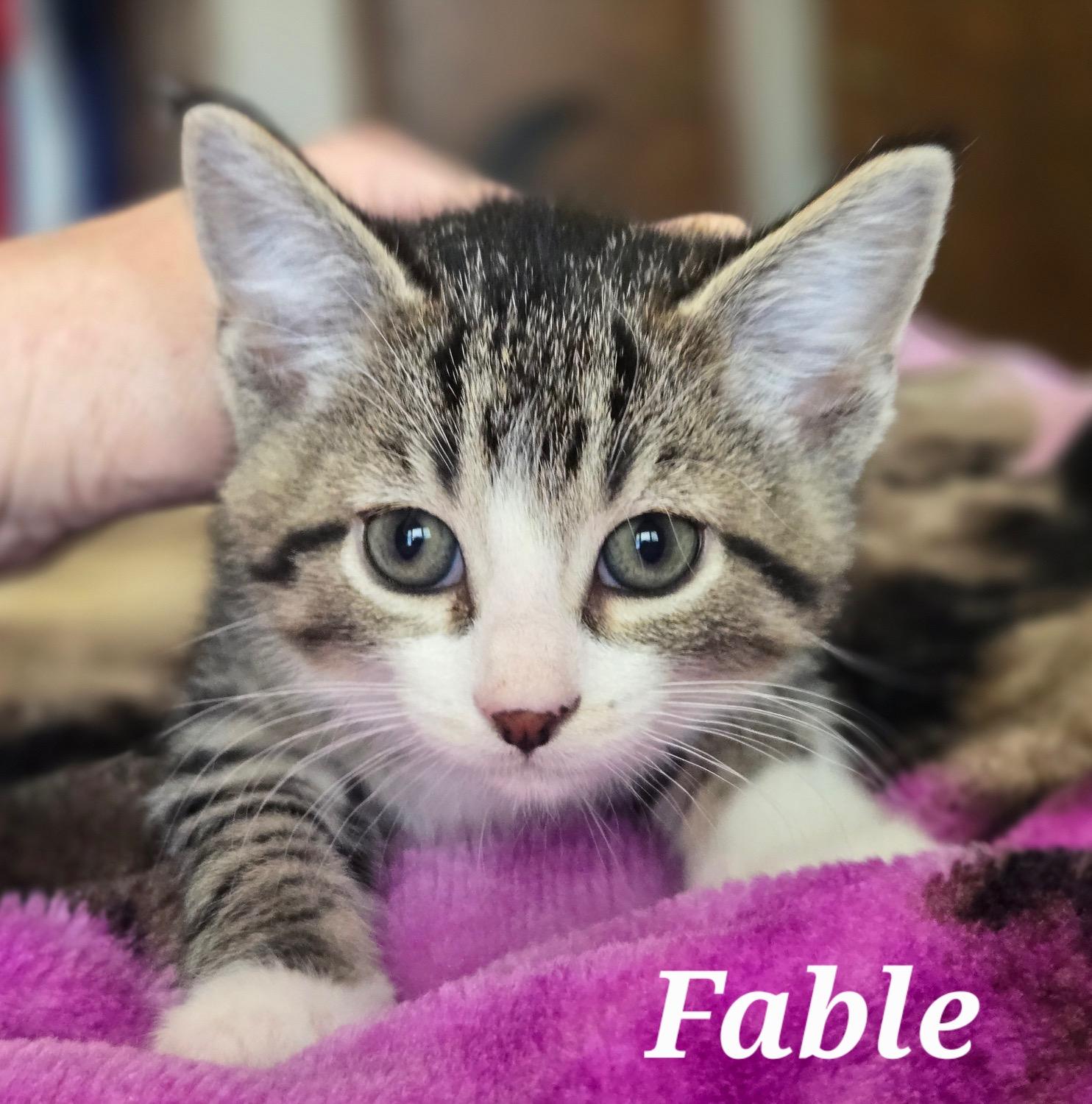 Enlarge FABLE, a ADOPTABLE Domestic Short Hair in La Crescent, MN image 1/1