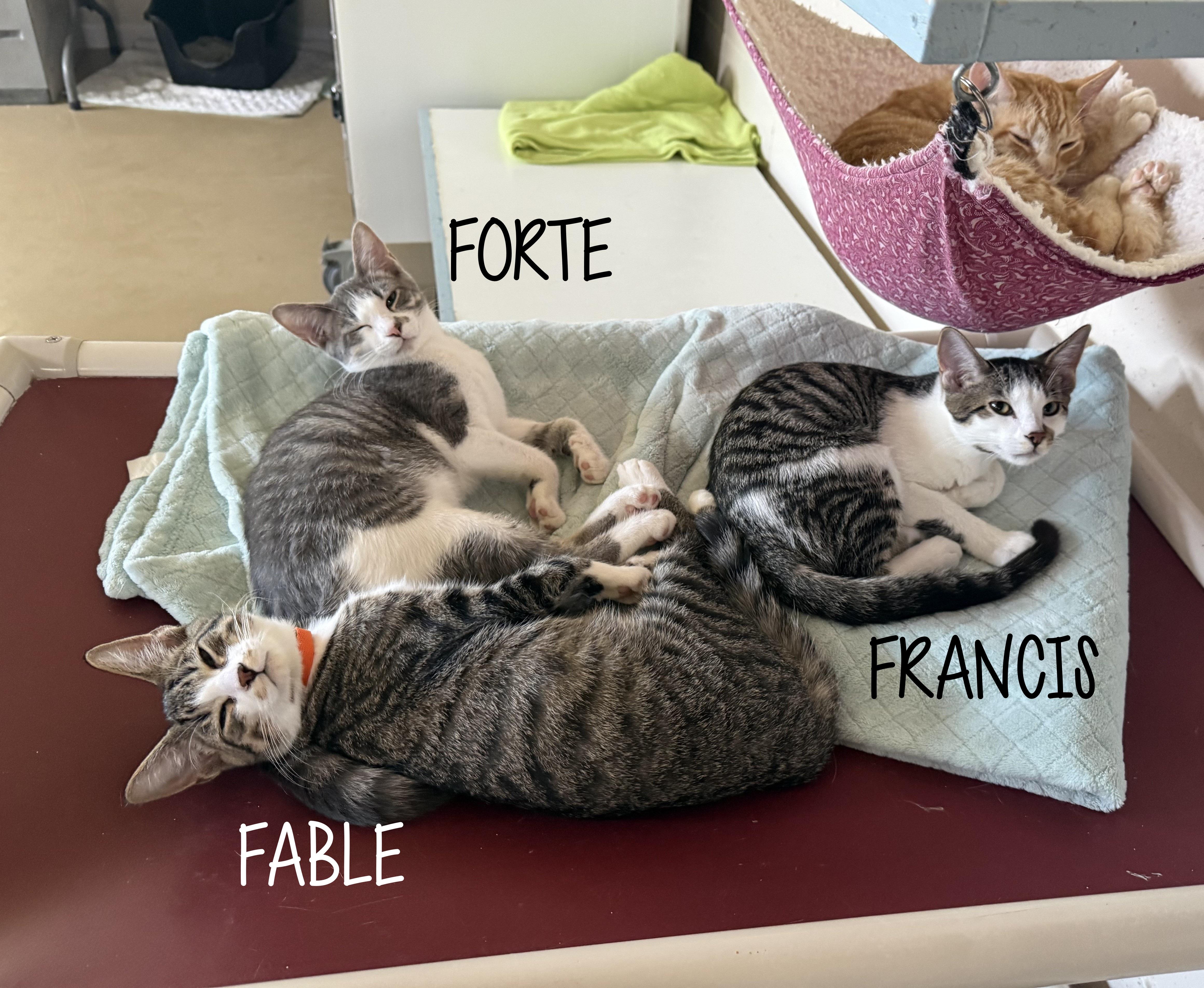 Enlarge FABLE, a Adoptable Domestic Short Hair in La Crescent, MN image 2/2