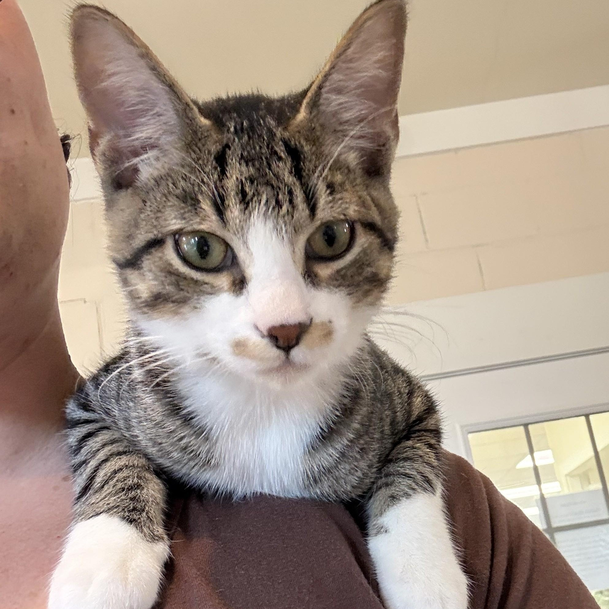 FABLE, Adoptable, Kitten Male Domestic Short Hair.