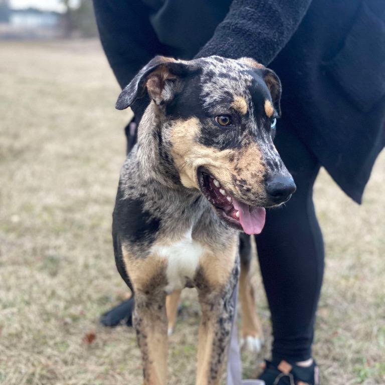 Enlarge Hank, a Adoptable Catahoula Leopard Dog in Kingman, AZ image 1/1