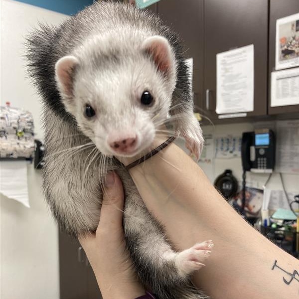 Enlarge Willy, an adopted Ferret in Prince Frederick, MD image 1/1