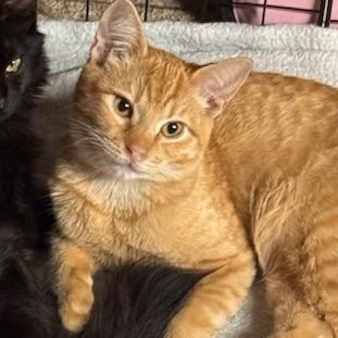 Crash, Adoptable, Young Male Domestic Short Hair.