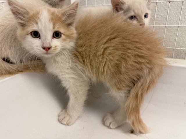 Mackerel (Diluted Tabby), Adoptable, Young Male Tabby.