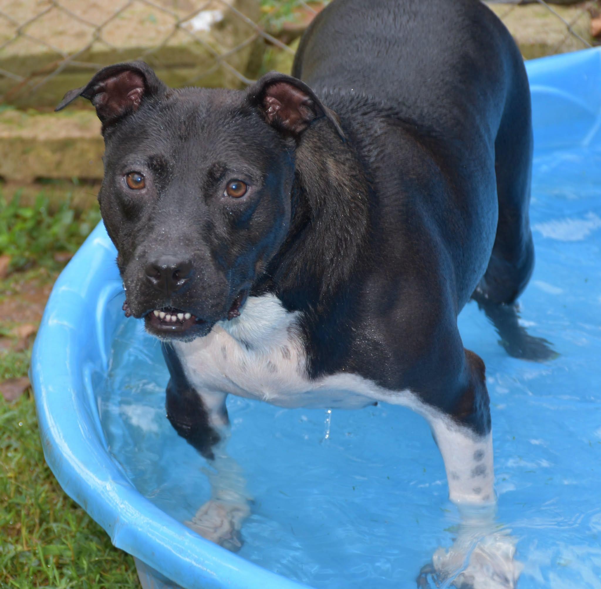 Enlarge Aurora, a Adoptable mixed breed in Wedowee, AL image 4/6