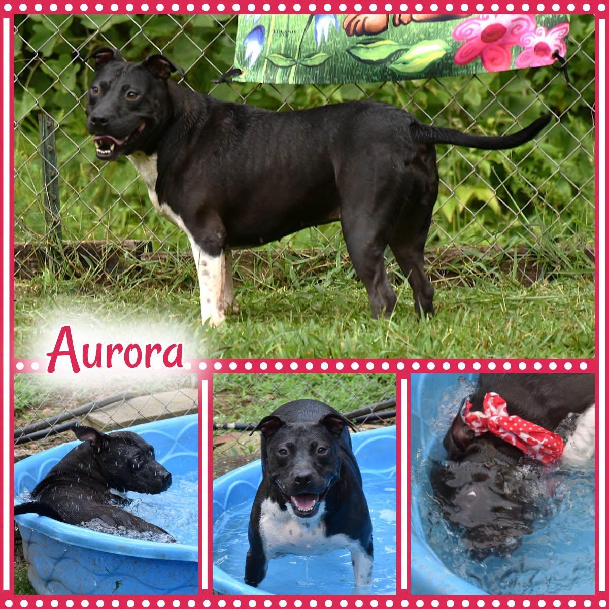 Aurora, Adoptable, Adult Female Pit Bull Terrier.