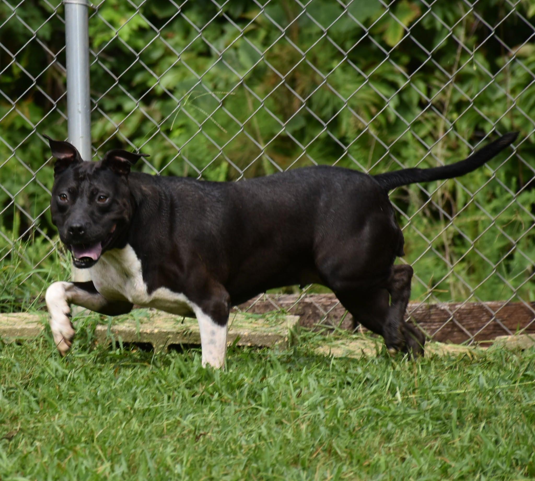 Enlarge Aurora, a Adoptable mixed breed in Wedowee, AL image 5/6