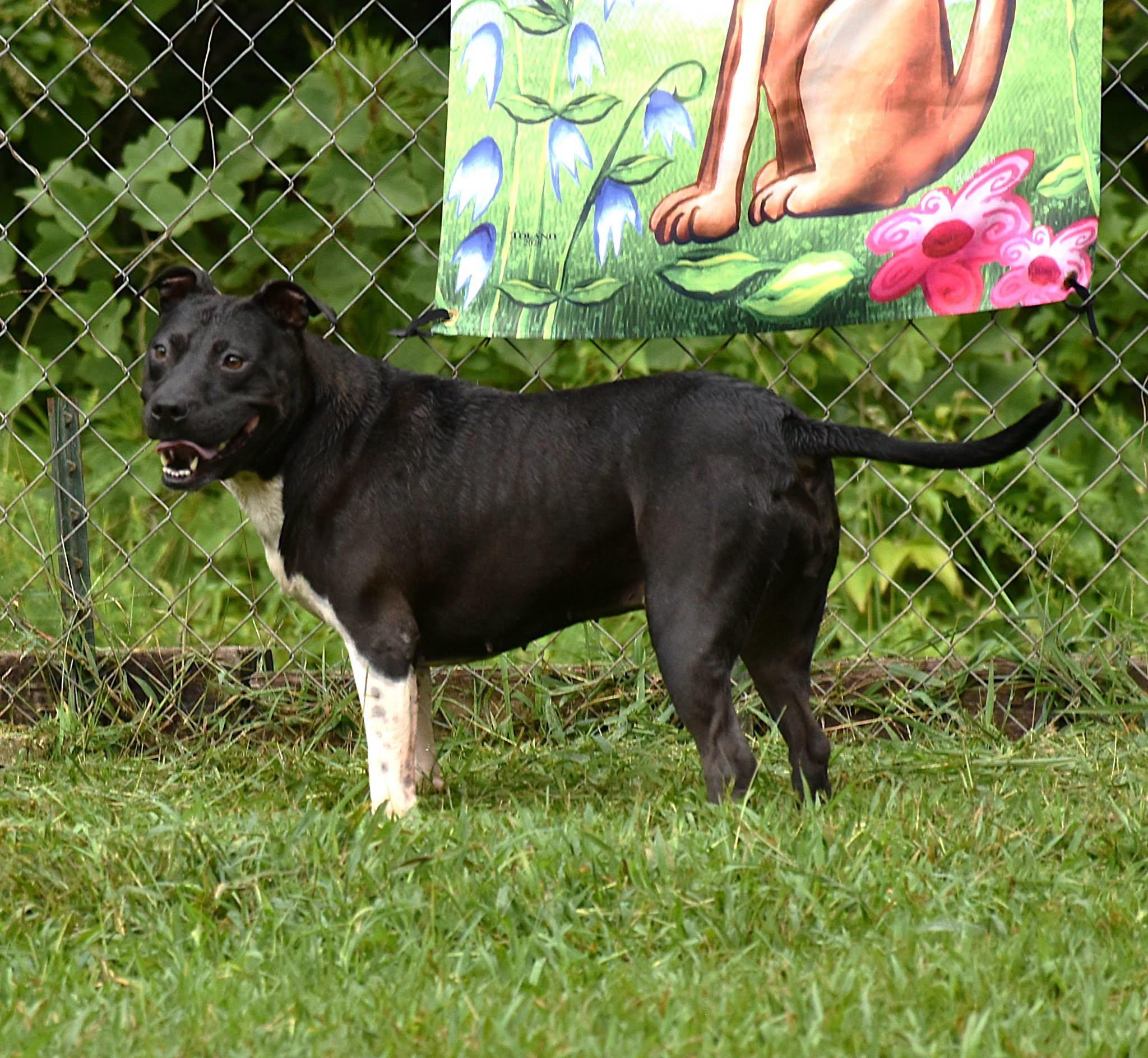 Enlarge Aurora, a Adoptable mixed breed in Wedowee, AL image 3/6