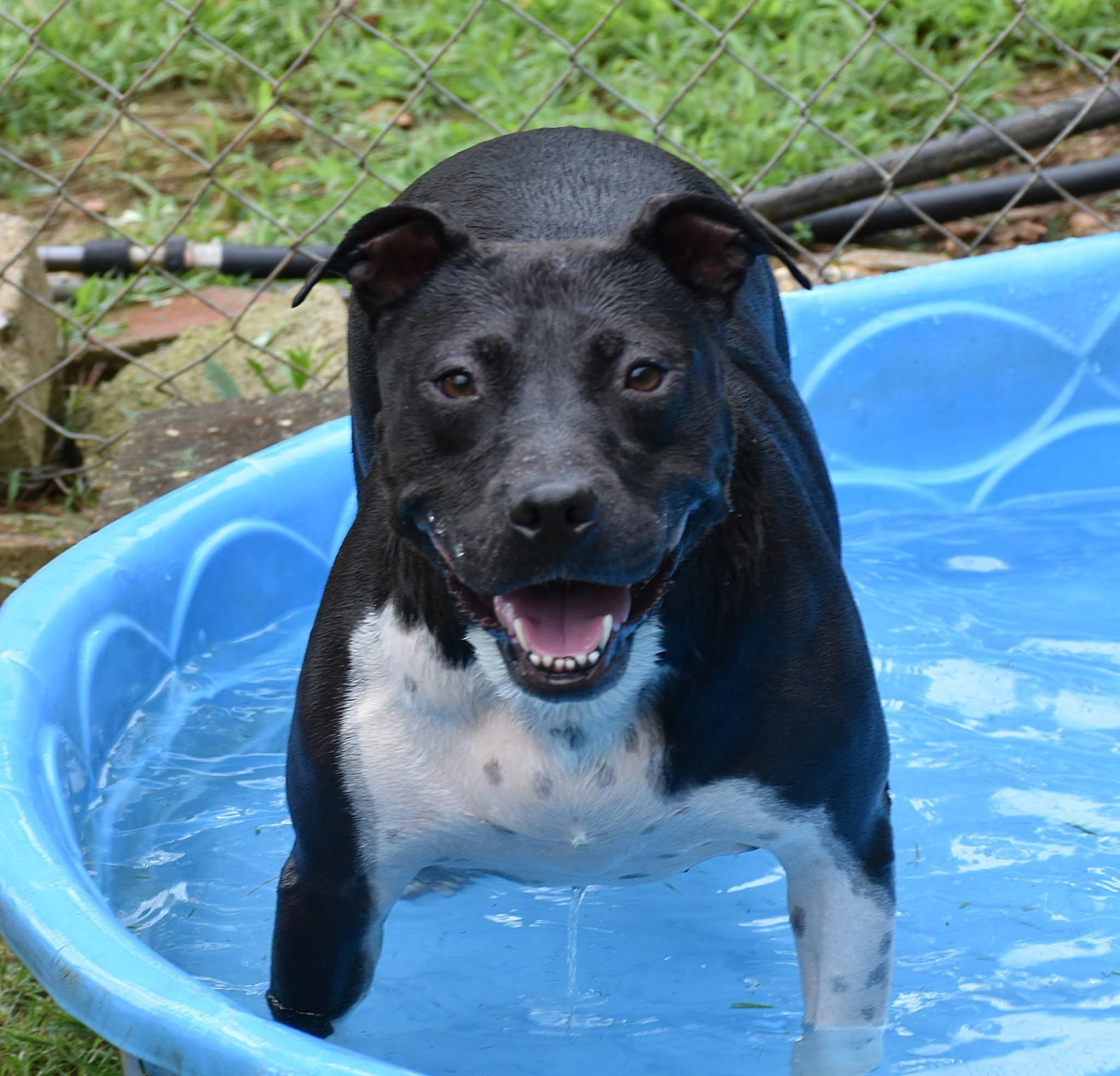 Enlarge Aurora, a Adoptable mixed breed in Wedowee, AL image 2/6