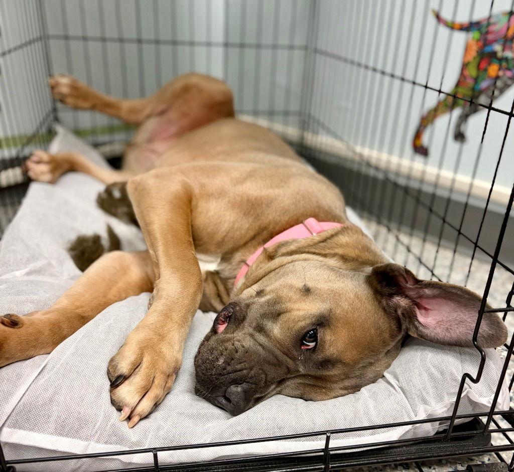 Enlarge Sasha, a Adoptable mixed breed in Sayreville, NJ image 1/3