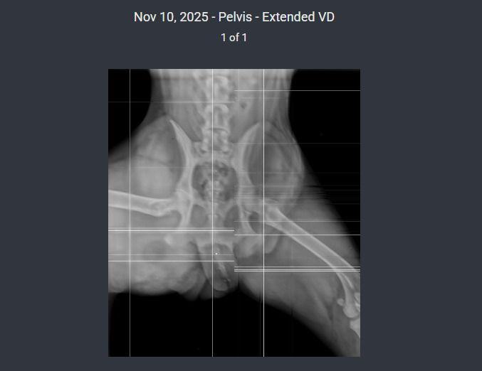 Sasha, Adoptable, Young Female Mastiff & Terrier.