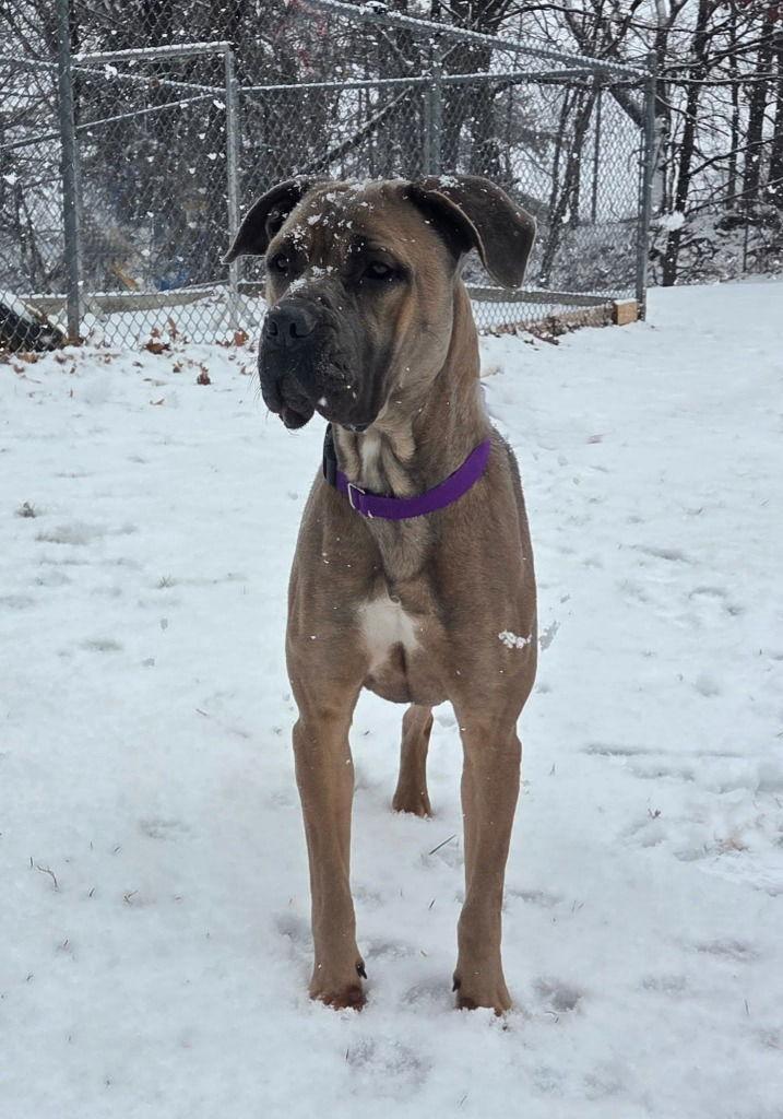 Sasha, Adoptable, Young Female Mastiff & Terrier.