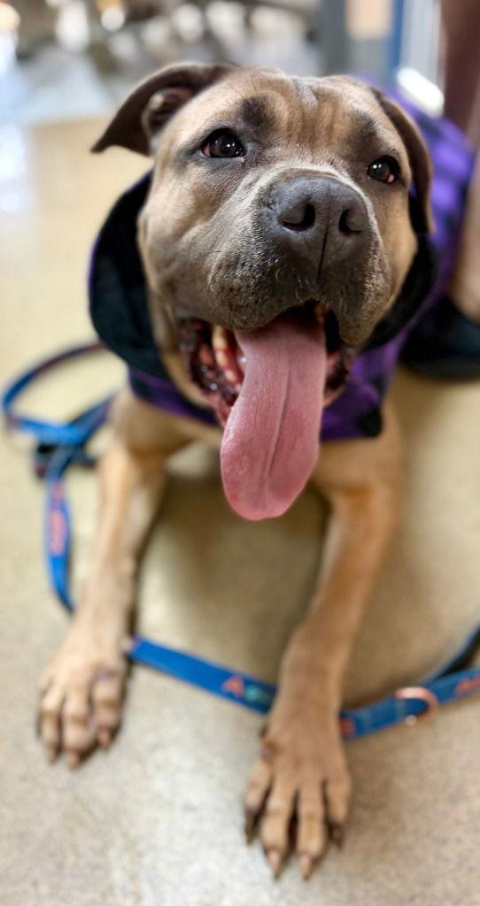 Enlarge Sasha, a Adoptable mixed breed in Sayreville, NJ image 2/3