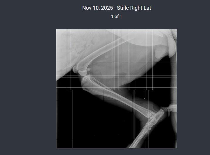 Enlarge Sasha, a Adoptable mixed breed in Sayreville, NJ image 2/3