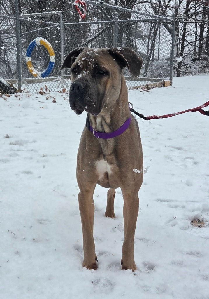 Enlarge Sasha, a Adoptable mixed breed in Sayreville, NJ image 3/3