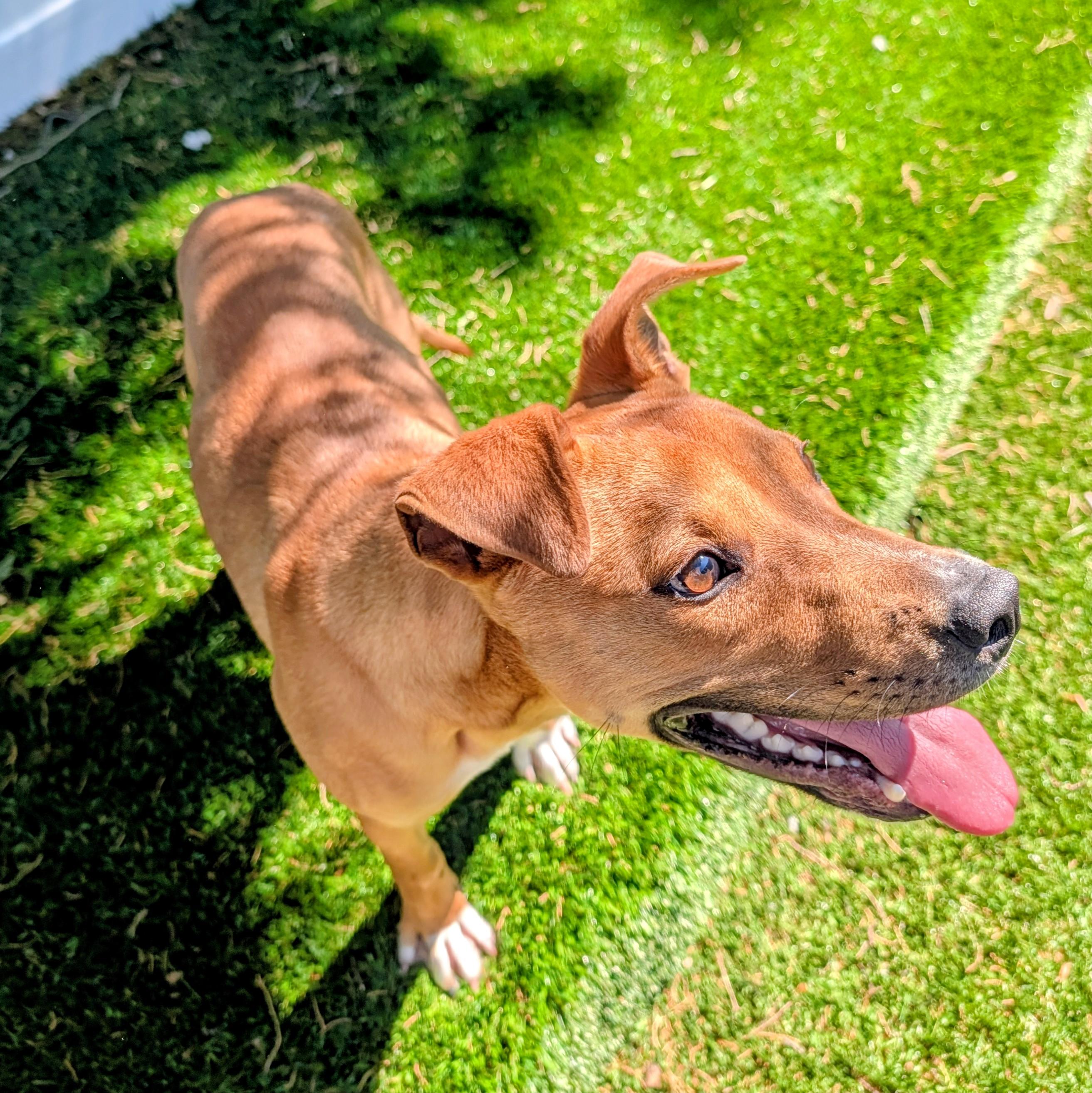 Ace, a ADOPTABLE mixed breed in Mount Juliet, TN image 3/3