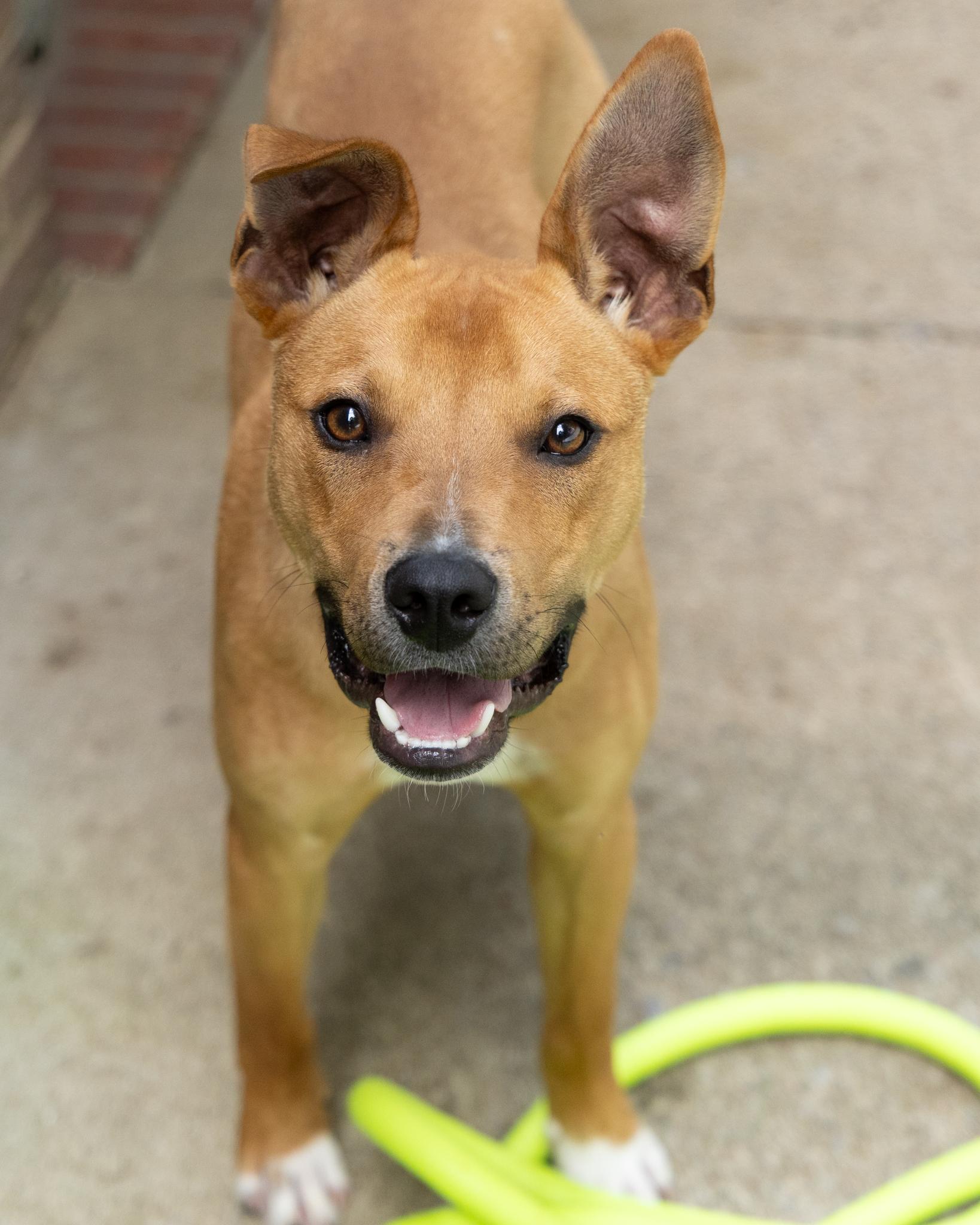 Ace, a ADOPTABLE mixed breed in Mount Juliet, TN image 1/6