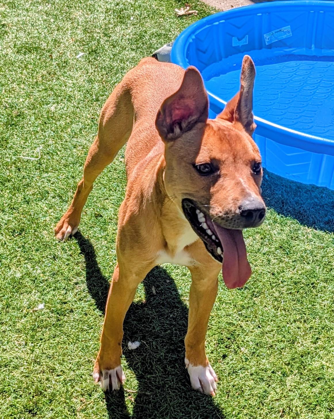 Ace, ADOPTABLE, Young Male Terrier.