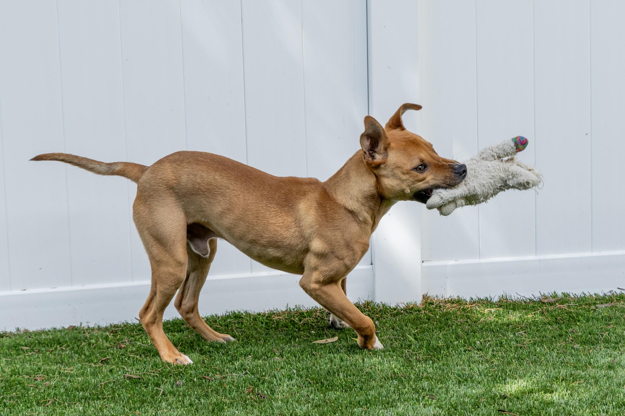 Ace, a ADOPTABLE mixed breed in Mount Juliet, TN image 5/6