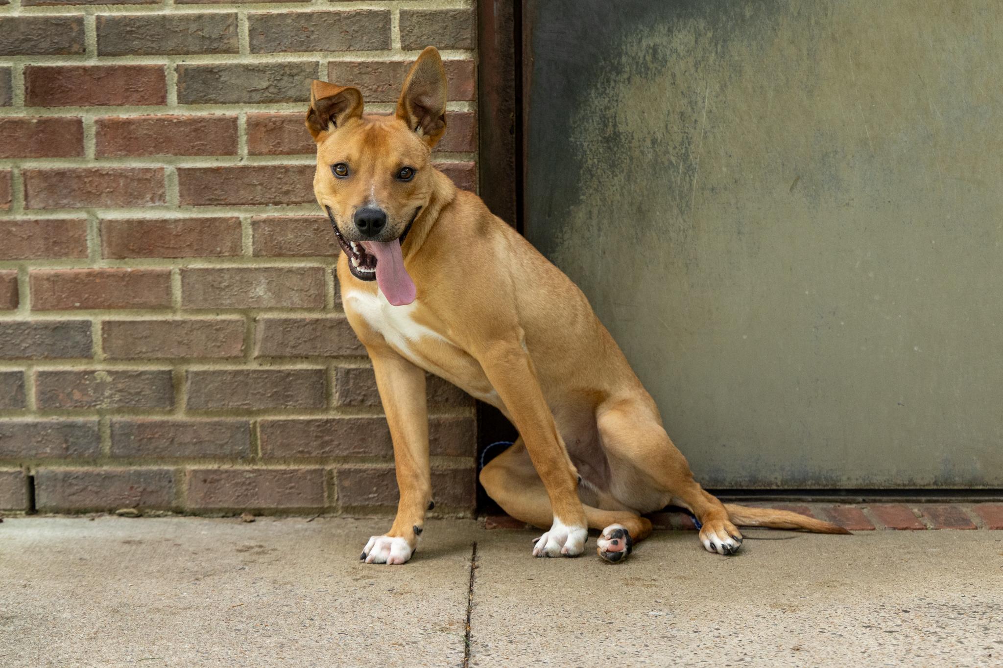Ace, a ADOPTABLE mixed breed in Mount Juliet, TN image 4/6