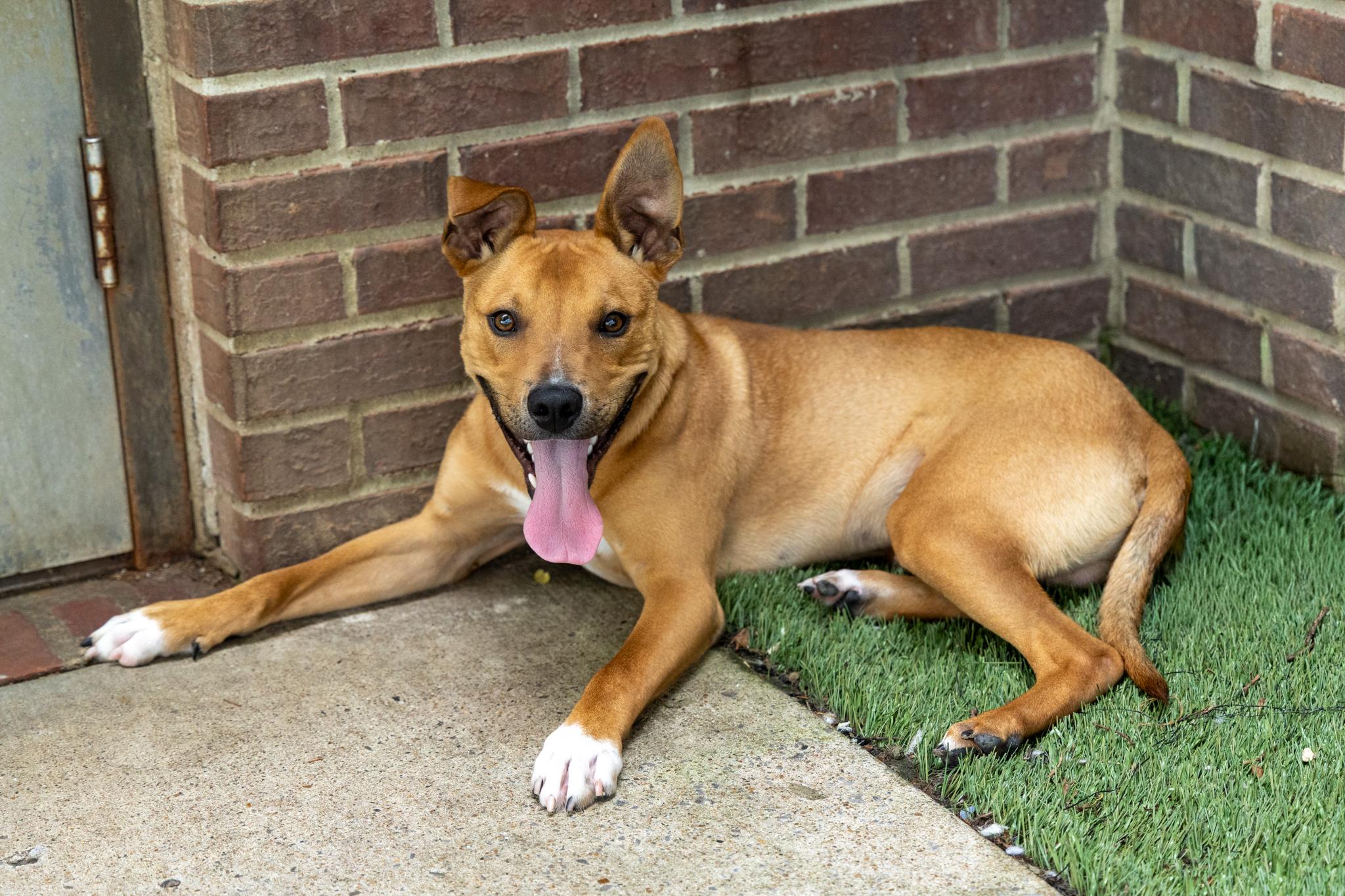 Ace, a ADOPTABLE mixed breed in Mount Juliet, TN image 6/6