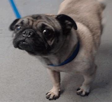 LUNA, Adoptable, Adult Female Pug.