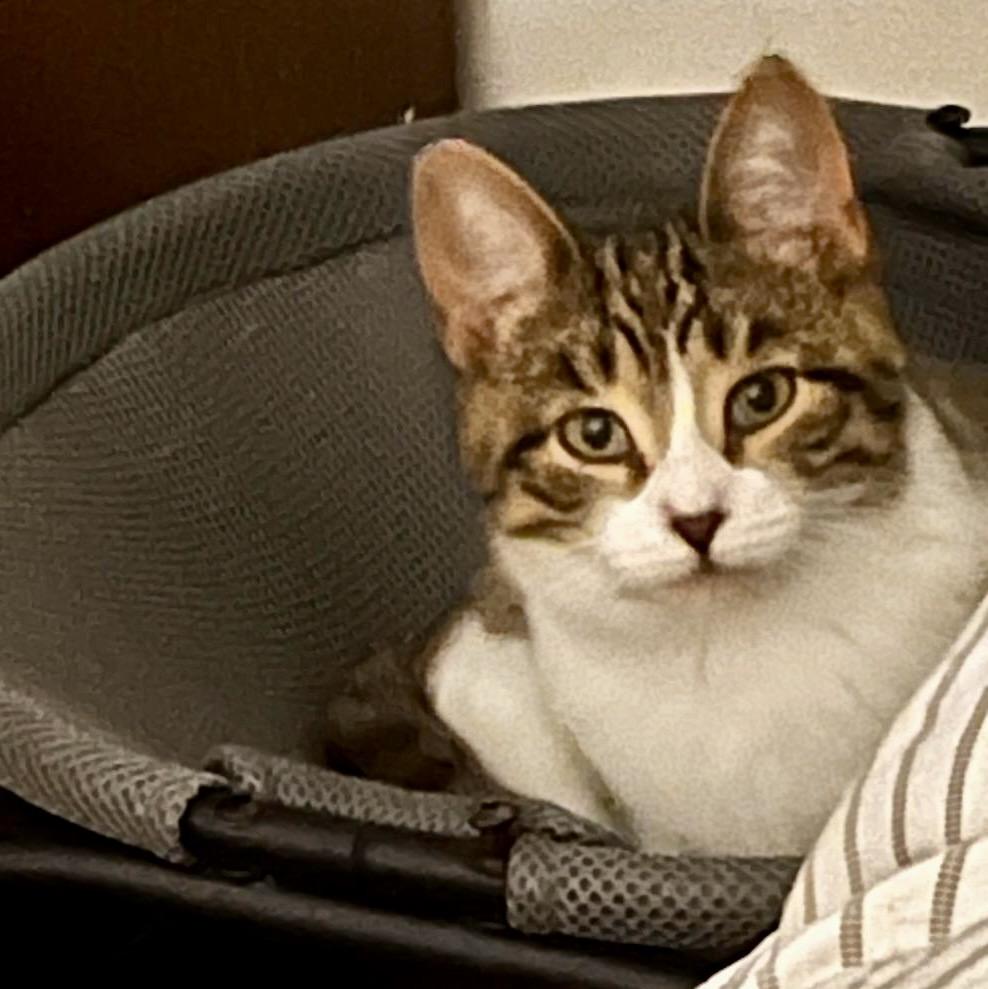 Enlarge Lulu, a Adoptable mixed breed in Woodbridge, ON image 3/6