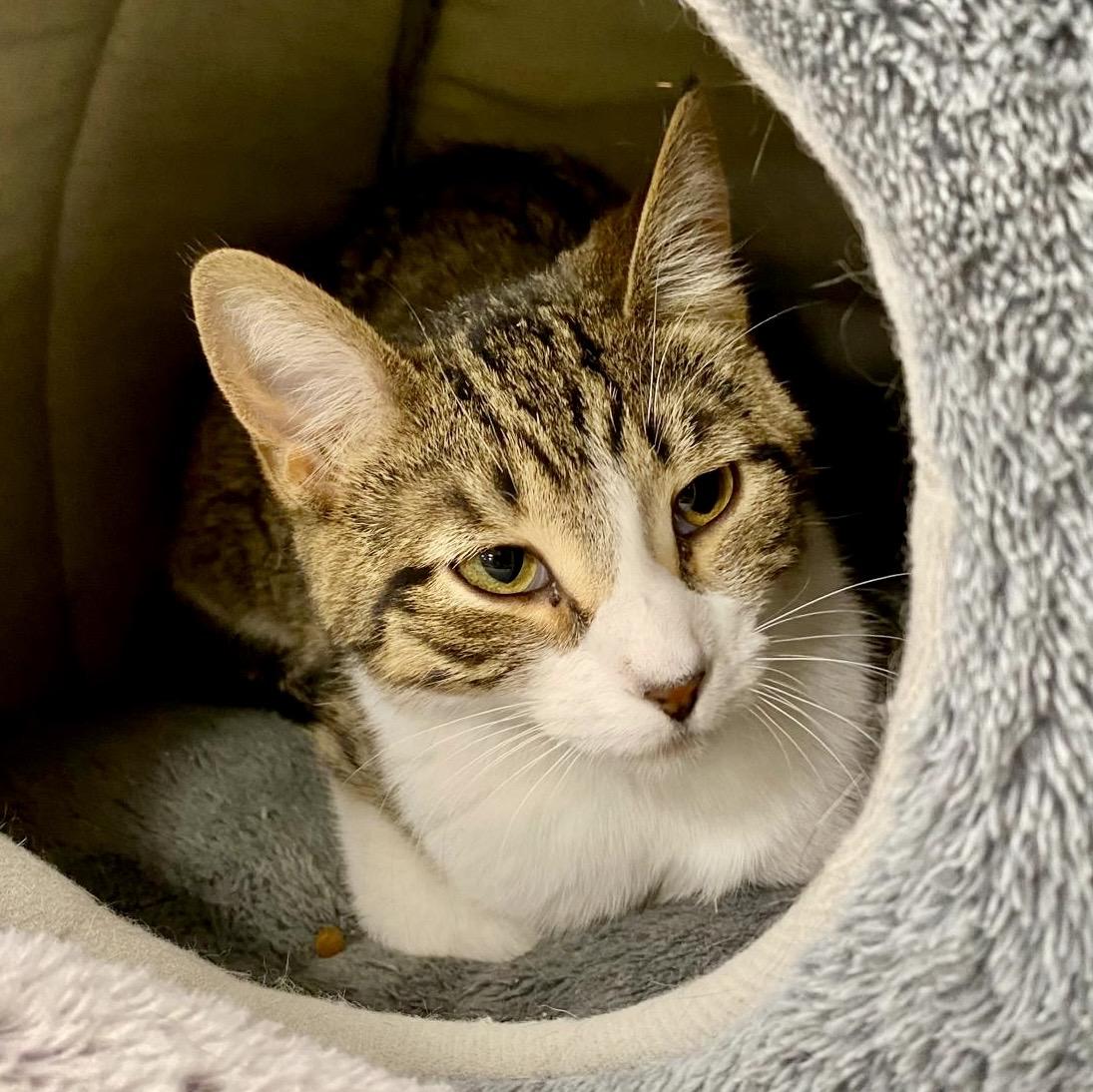 Enlarge Lulu, a Adoptable mixed breed in Woodbridge, ON image 1/6