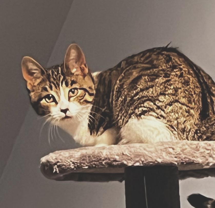 Enlarge Lulu, a Adoptable mixed breed in Woodbridge, ON image 4/6