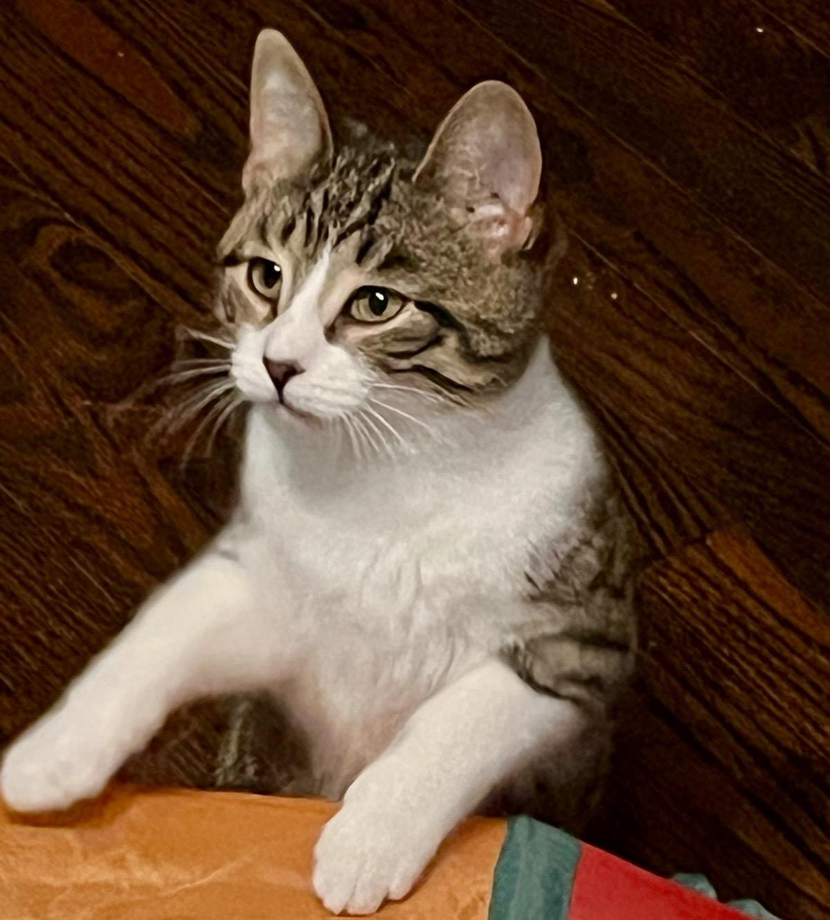 Enlarge Lulu, a Adoptable mixed breed in Woodbridge, ON image 5/6