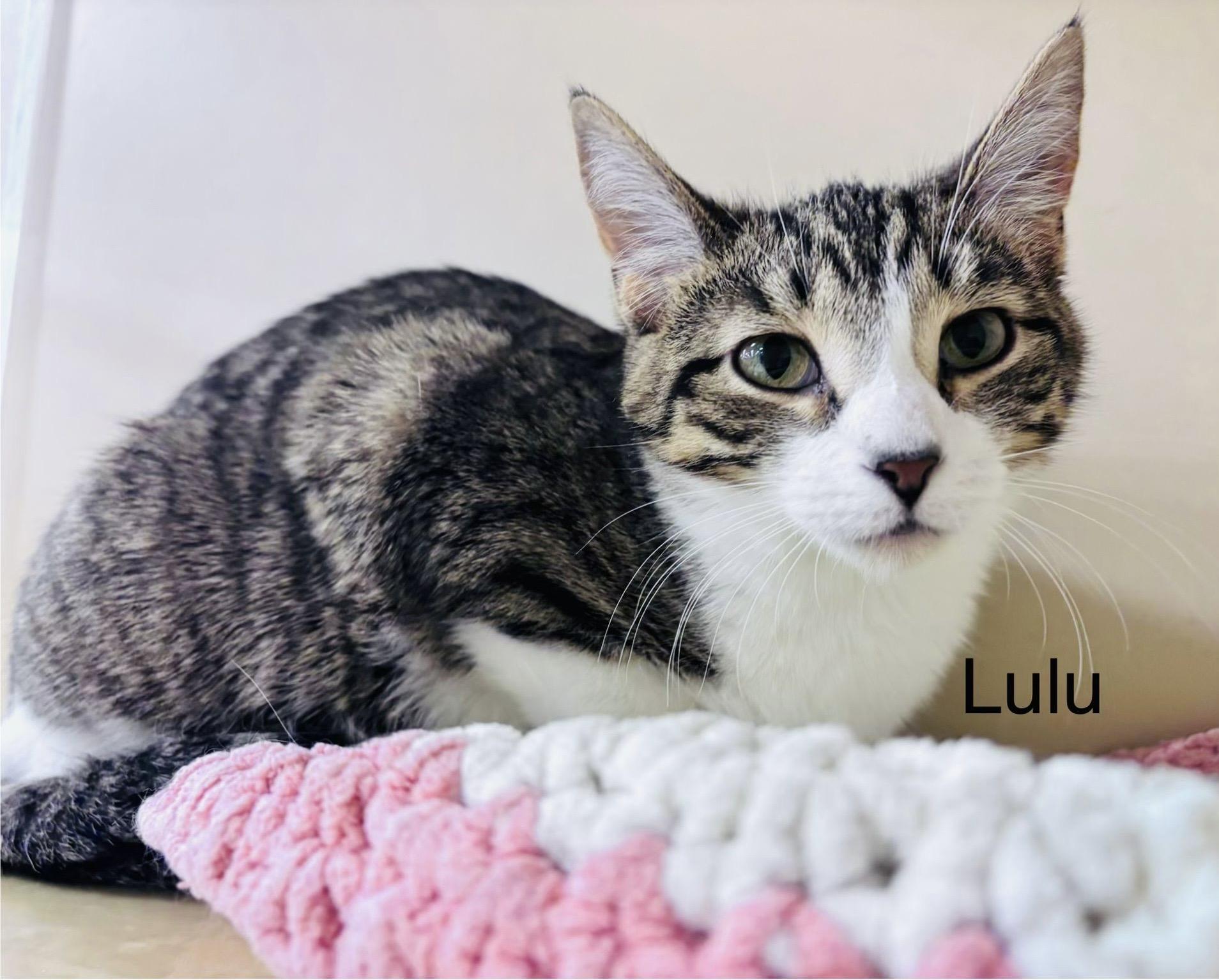 Enlarge Lulu, a Adoptable mixed breed in Woodbridge, ON image 2/6