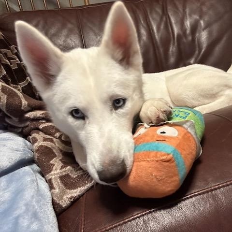 Enlarge Cleo, a ADOPTABLE Husky in Nutting Lake, MA image 2/4