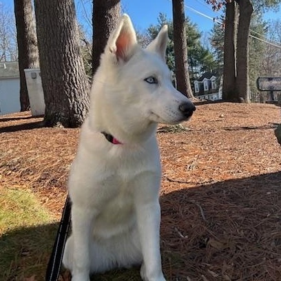 Enlarge Cleo, a ADOPTABLE Husky in Nutting Lake, MA image 3/4