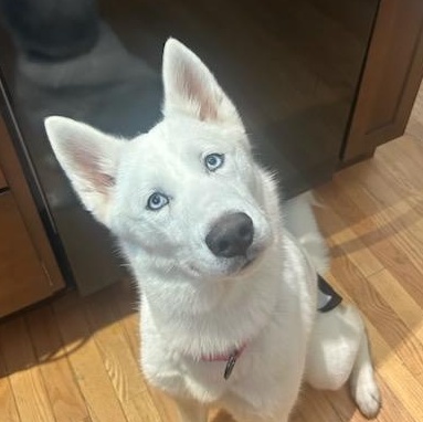 Cleo, ADOPTABLE, Puppy Female Husky.