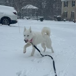 Enlarge Cleo, a ADOPTABLE Husky in Nutting Lake, MA image 4/4