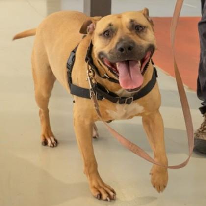 Enlarge Frida, a Adoptable mixed breed in Richmond, VA image 2/6