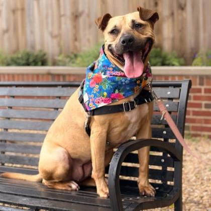 Enlarge Frida, a Adoptable mixed breed in Richmond, VA image 3/6