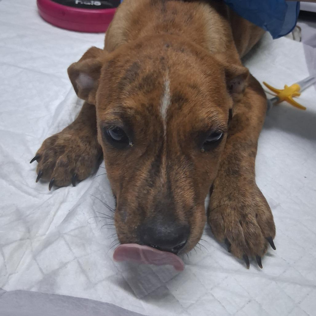 Enlarge Mazda, a Adoptable Mixed Breed in Summerville, SC image 1/1