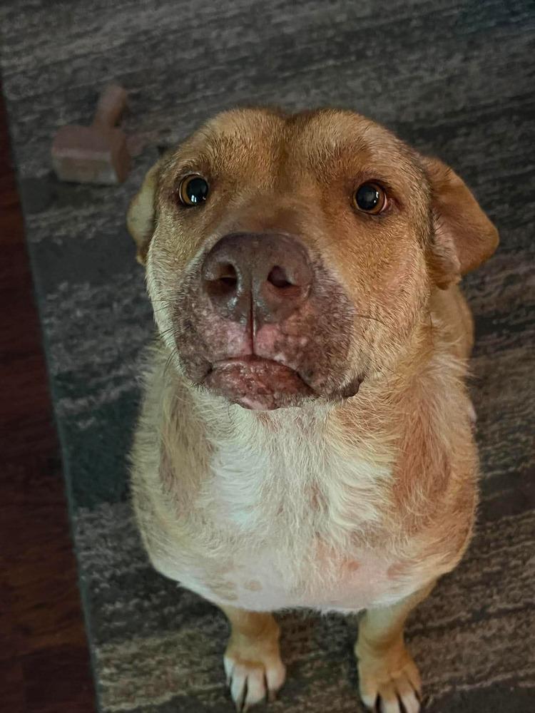 Robin, Adoptable, Adult Female Labrador Retriever.