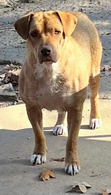 Robin, Adoptable, Adult Female Labrador Retriever.