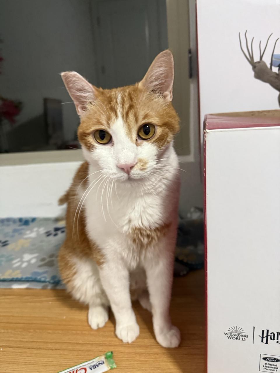 Ollie, Adoptable, Young Male Domestic Short Hair.